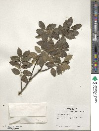 Ilex sugerokii image