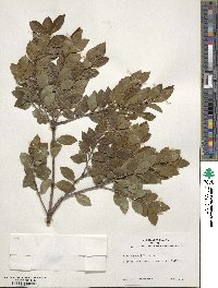 Ilex sugerokii image