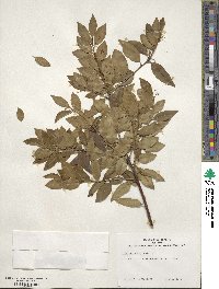 Ilex sugerokii image