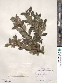 Ilex sugerokii image