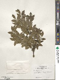 Ilex sugerokii image