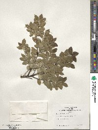 Ilex sugerokii image