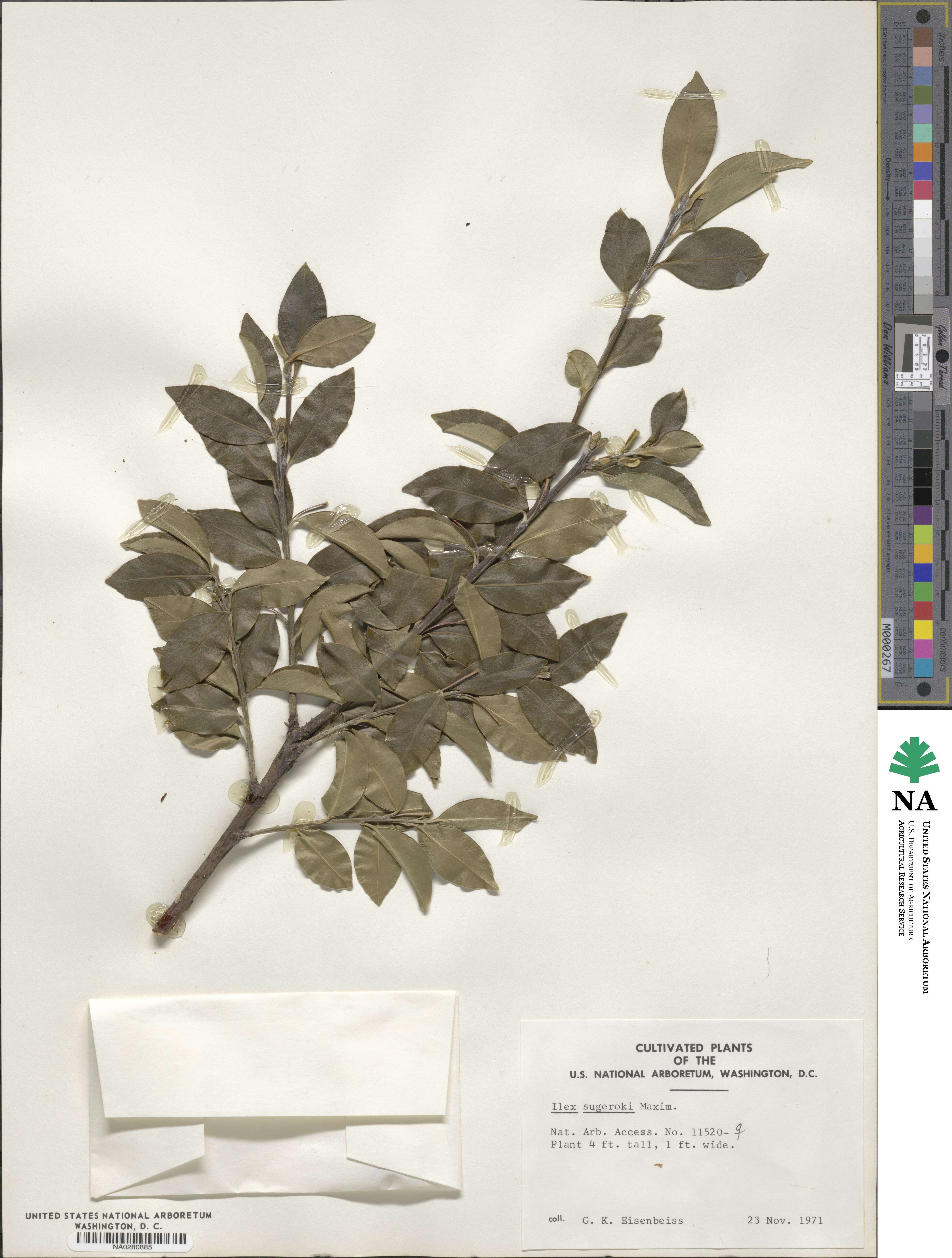 Ilex sugerokii image