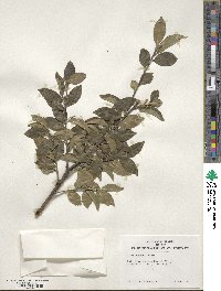 Ilex sugerokii image