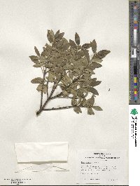 Ilex sugerokii image