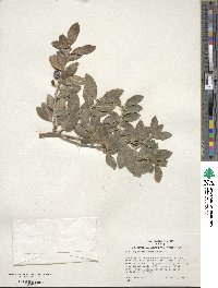 Ilex sugerokii image