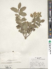 Ilex sugerokii image