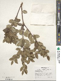 Ilex sugerokii image