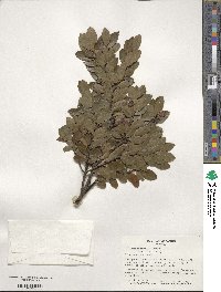 Ilex sugerokii image