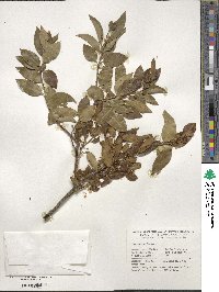 Ilex sugerokii image