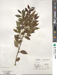 Ilex sugerokii image