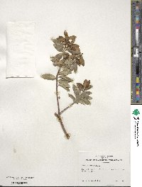 Ilex sugerokii image