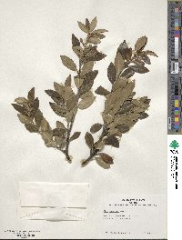 Ilex sugerokii image