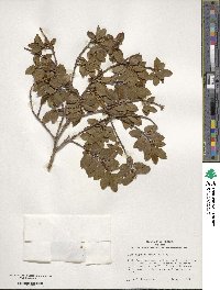 Ilex sugerokii image