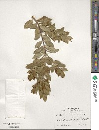 Ilex sugerokii image