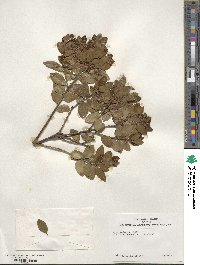 Ilex sugerokii image