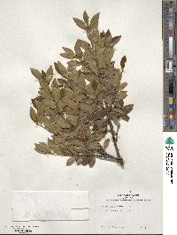 Ilex sugerokii image