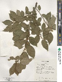 Ilex verticillata image