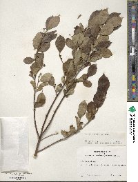 Ilex verticillata image