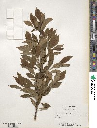 Ilex verticillata image