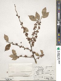 Ilex verticillata image