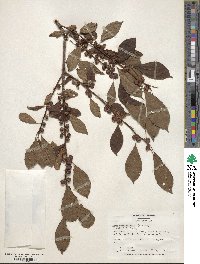 Ilex verticillata image