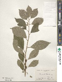 Ilex verticillata image