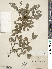 Ilex verticillata image