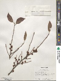 Ilex verticillata image