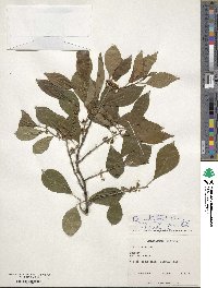 Ilex verticillata image