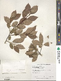 Ilex verticillata image