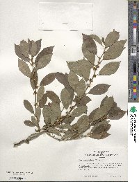 Ilex verticillata image