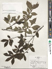 Ilex verticillata image