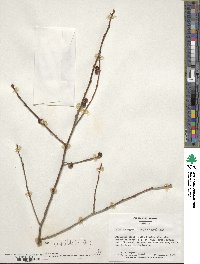 Ilex verticillata image