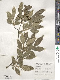 Ilex verticillata image