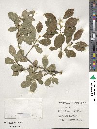 Ilex verticillata image