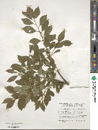 Ilex verticillata image