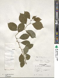 Ilex verticillata image