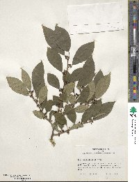 Ilex verticillata image