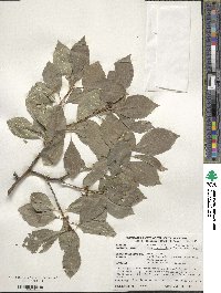 Ilex verticillata image