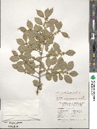 Ilex verticillata image