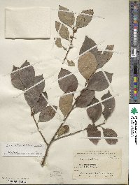 Ilex verticillata image