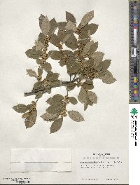 Ilex verticillata image