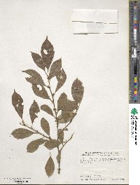 Ilex verticillata image