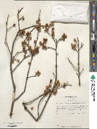 Ilex opaca image