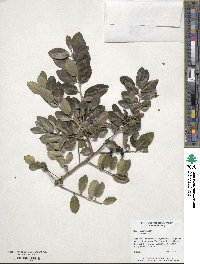 Ilex vomitoria image