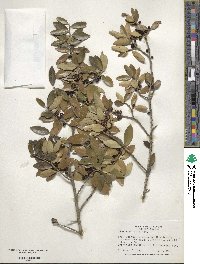 Ilex vomitoria image