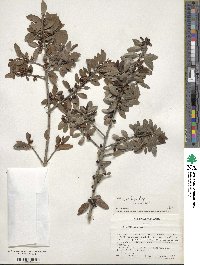 Ilex vomitoria image