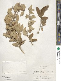 Ilex vomitoria image