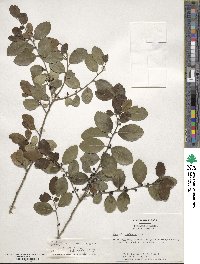 Ilex vomitoria image